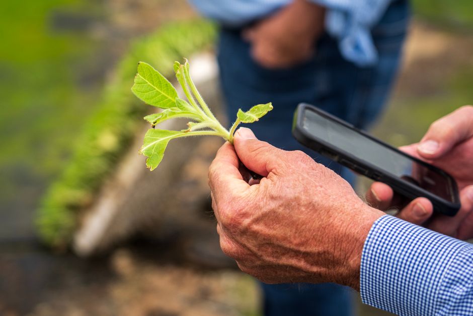 Farmer using a smartphone in the field